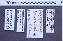 Etiketten zu Agrypnus scutellatus (NHMW-ZOO-COL-0008121)